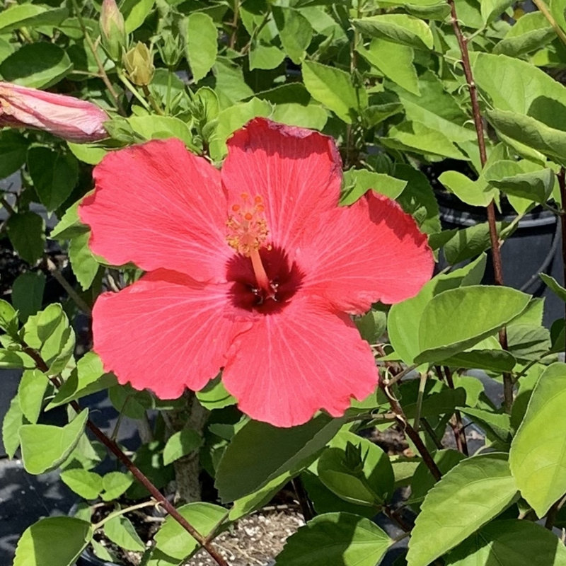 Primrue Live Flowering Plant in Plastic Pot
