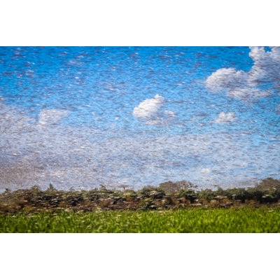Corinne Locust by Pawopa3336 - Wrapped Canvas Print