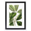 Flowering Tristania Plant - Framed Print-55576277-55576278