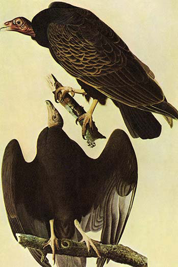 Vulture de turquie-impression d’art graphique, H 36 po x l 24 po x P 1,5 po