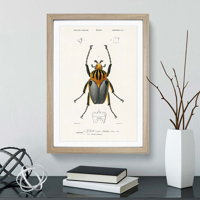 Beetle Illustration PL.6 by Charles D'Orbigny Framed Print, 33cm H x 24cm W x 2cm D, Oak Framed
