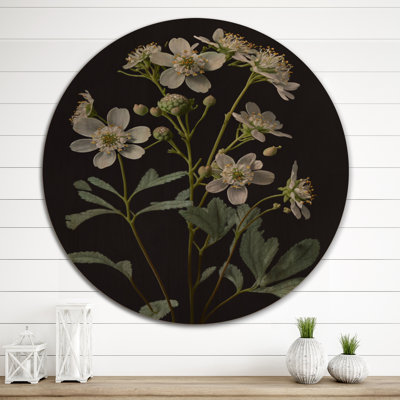 «Diphylleia Grayi» sur fond noir I - Art mural en bois floral - Bois de pin naturel
