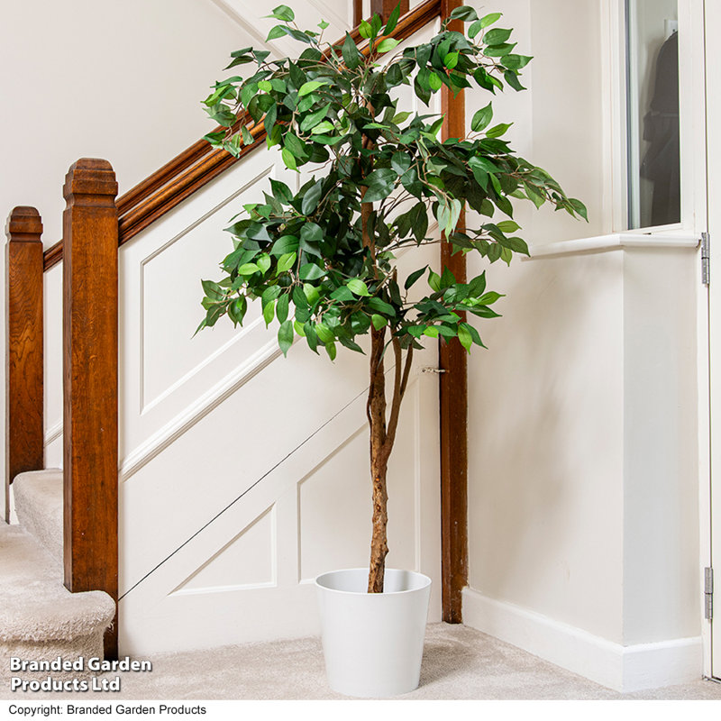 150cm Ficus Tree in Pot