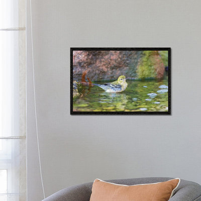 Bay-breasted Warbler (Setophaga castanea) taking a bath, Marion County, Illinois 1 Piece Wall Art on Canvas