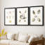 Pastel Knorr Shells I - impression encadrée sur mesure de qualité supérieure - 3 pièces-1138396218-1138396216