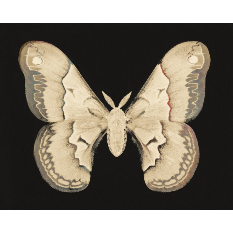 Flutter 7 Print by Todaro, Katie