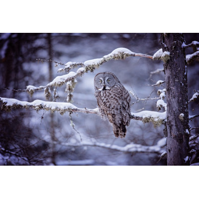Hibou dans la neige II