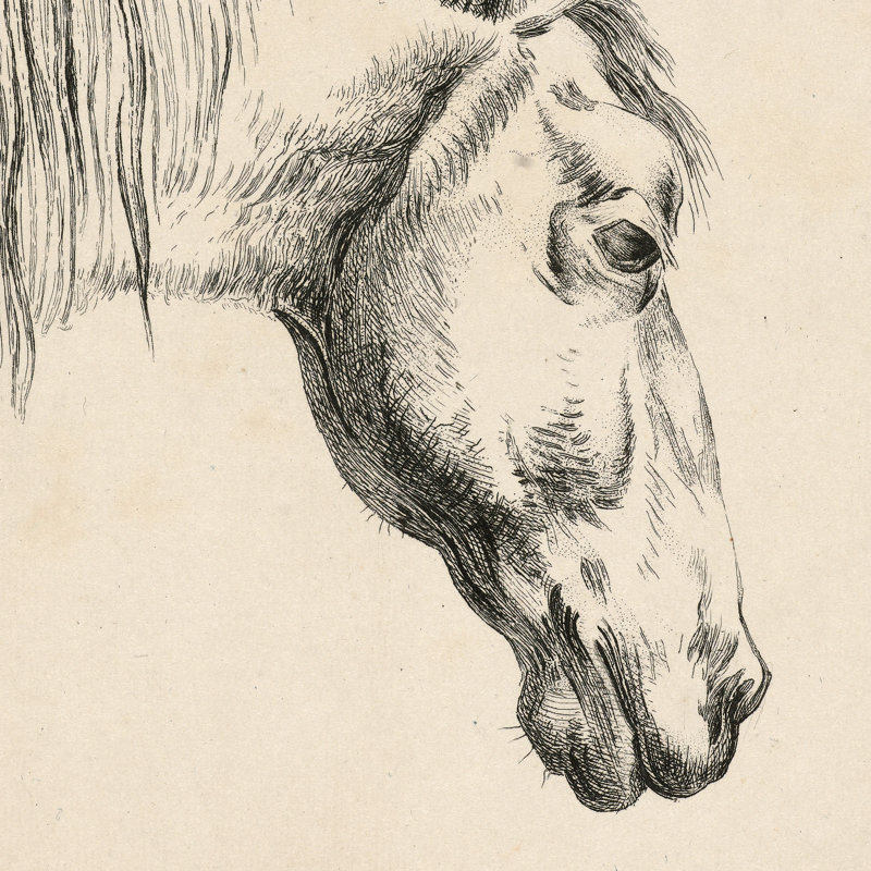Head Of A Horse Print by Reinierus Albertus Ludovicus