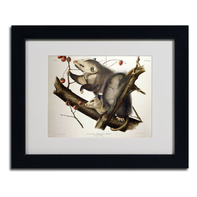 John Audubon - Single Picture Frame Print on Canvas
