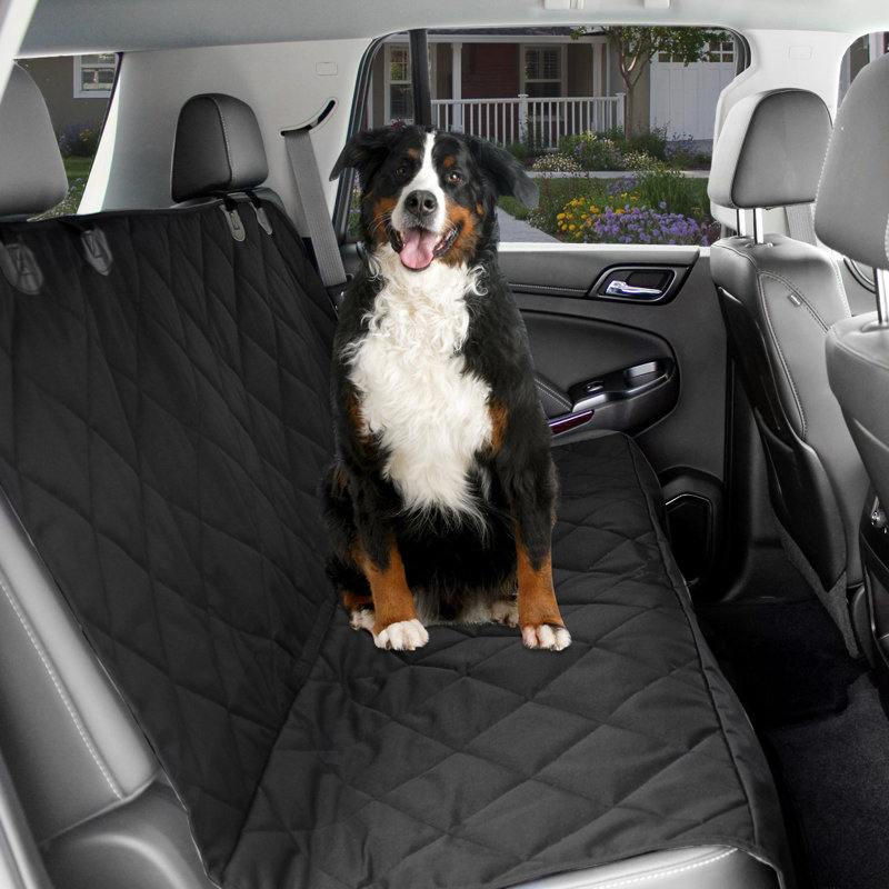 Allen Pet, Black