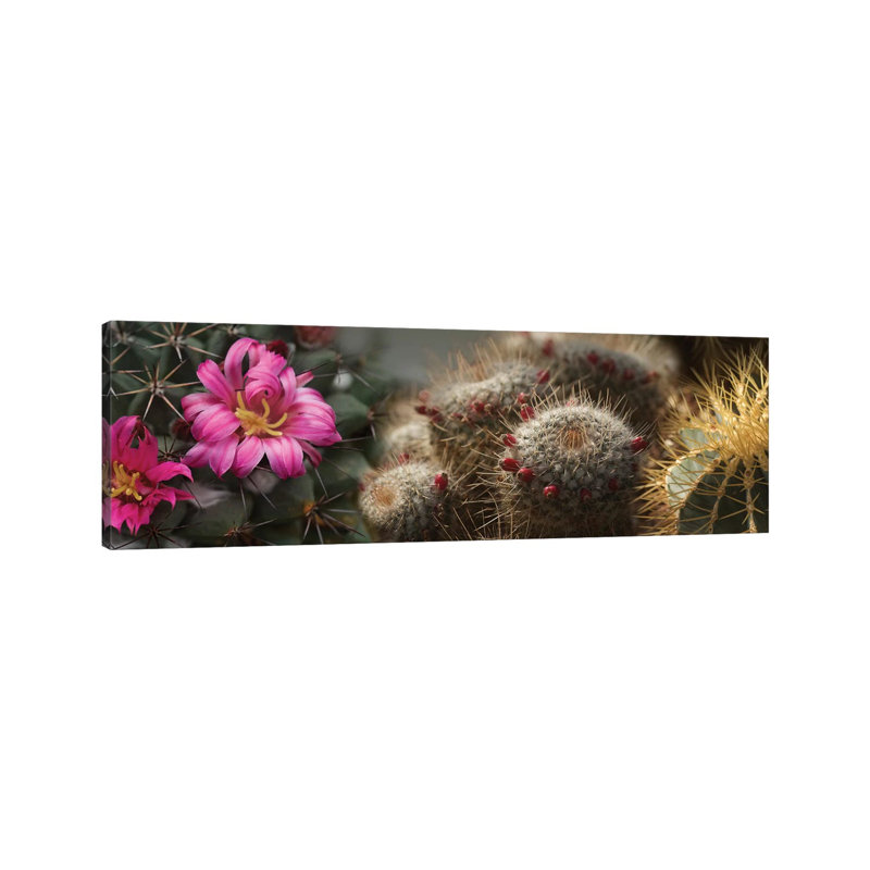 Close-Up Of Assorted Cactus Plants I - Wrapped Canvas Panoramic Print, 121.92 cm H x 40.64 cm W x 1.91 cm D