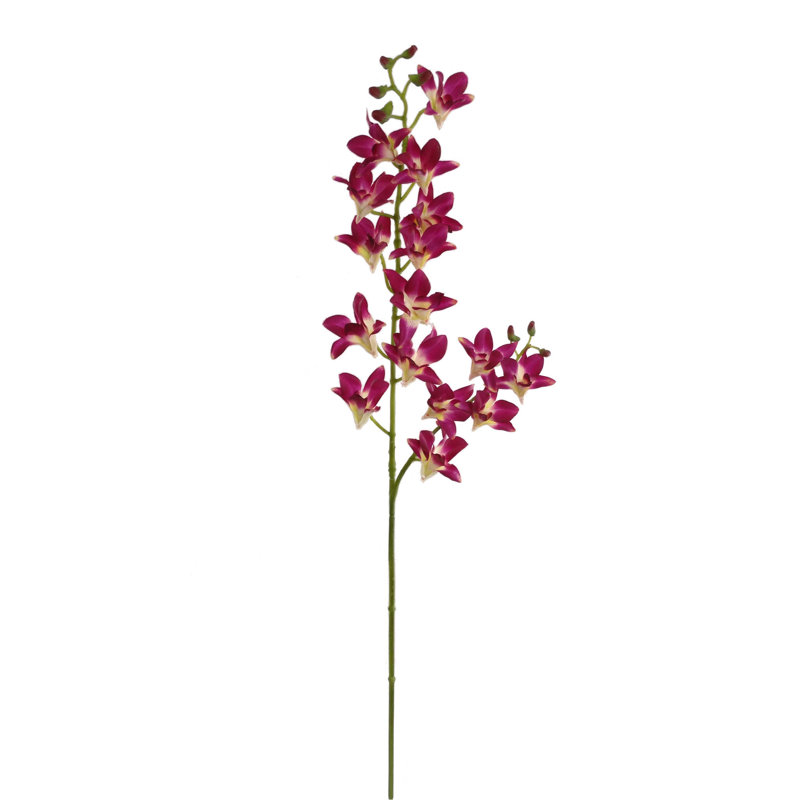 Delphinium Bush, 2