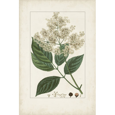 Antique Turpin V botanique