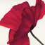 « papaver ii », impression sur toile-29483341-73649653-73649658