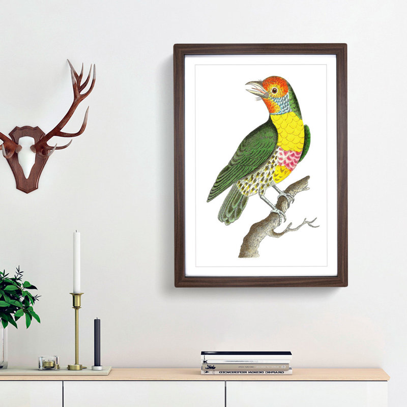 Mayna Barbet Bird by George Shaw - Framed Print, 48cm H x 36cm W x 2cm D, Walnut Framed