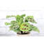 Live Prayer Plant Trio Set In Classic Pots-78391224