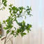 Faux arbre artificiel japonais Enkianthus-967423161
