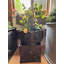 Handmade Pot Planter-14486196-27789002