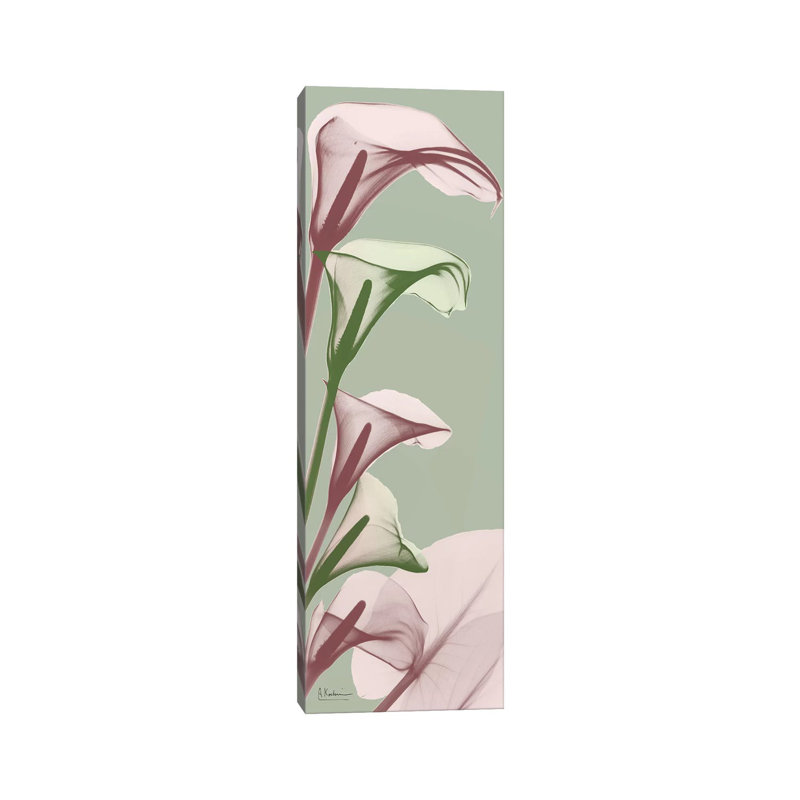 Spring Time Calla Lilies by Albert Koetsier - Wrapped Canvas Panoramic Print, 30.48 cm H x 91.44 cm W x 3.175 cm D