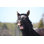 «Black Yawning Horse» par Aswinbank - photographie sur toile tendue