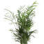 Live Parlor Palm Plant Set