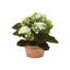 Kalanchoe en pot