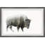 Angry Bison - Single Picture Frame Print-2033298531