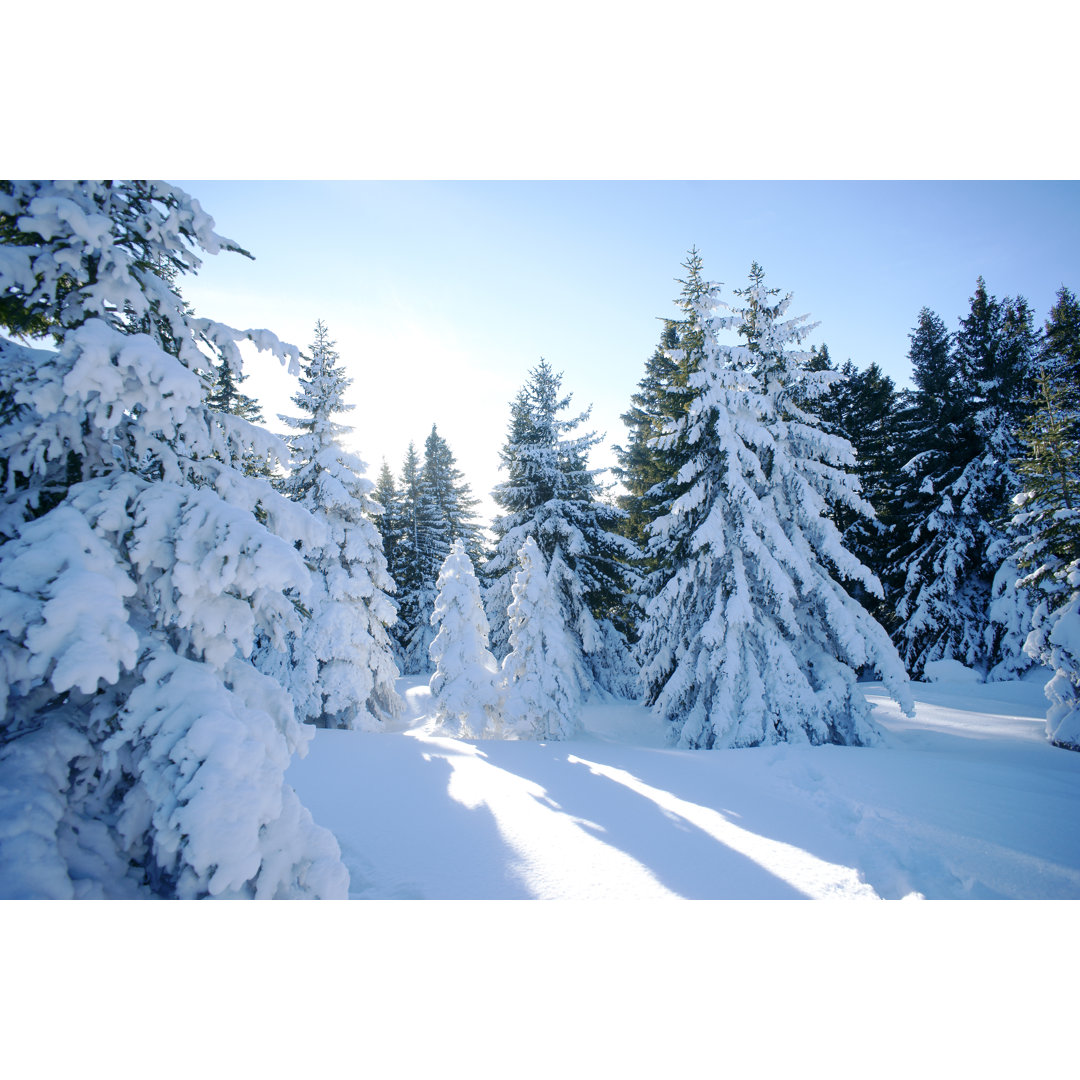 Wald im Winter von Ermingut - Leinwandbild