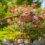 Piquet de jardin Sedricka
