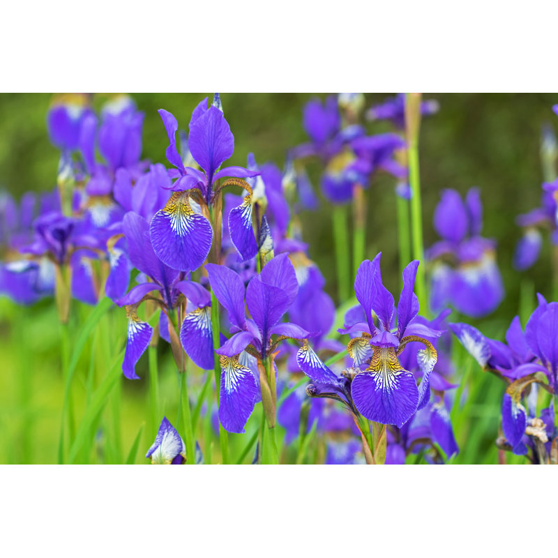 Mauve iris - Photographie sur toile tendue, H 8 po x l 12 po