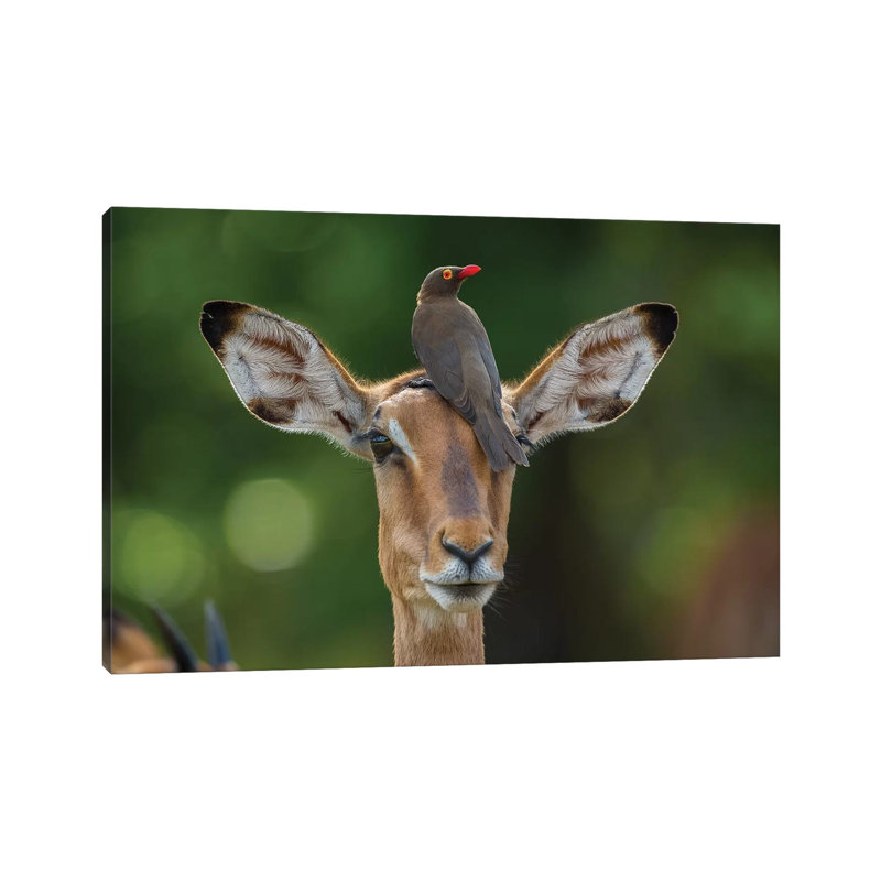 Impala And Oxpecker Horizontal by Mogens Trolle - Wrapped Canvas Print, 20.32 cm H x 30.48 cm W
