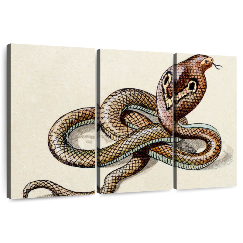 Brampt Indian Cobra, 42" H x 65" W