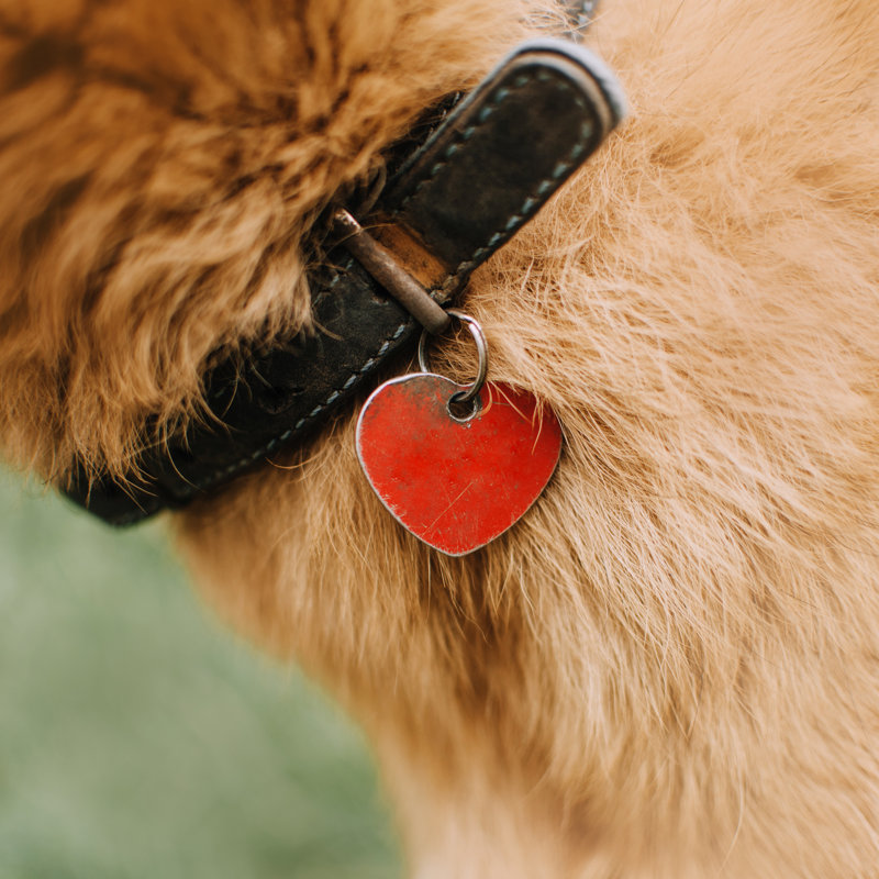 Dog Collar by Ksenia Raykova - Wrapped Canvas Print, 30cm H x 30cm W