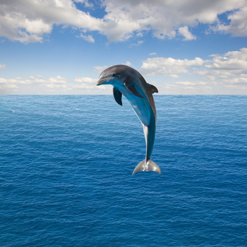 Single Jumping Dolphin by Neirfy - Wrapped Canvas Print, 48"H x 48"W