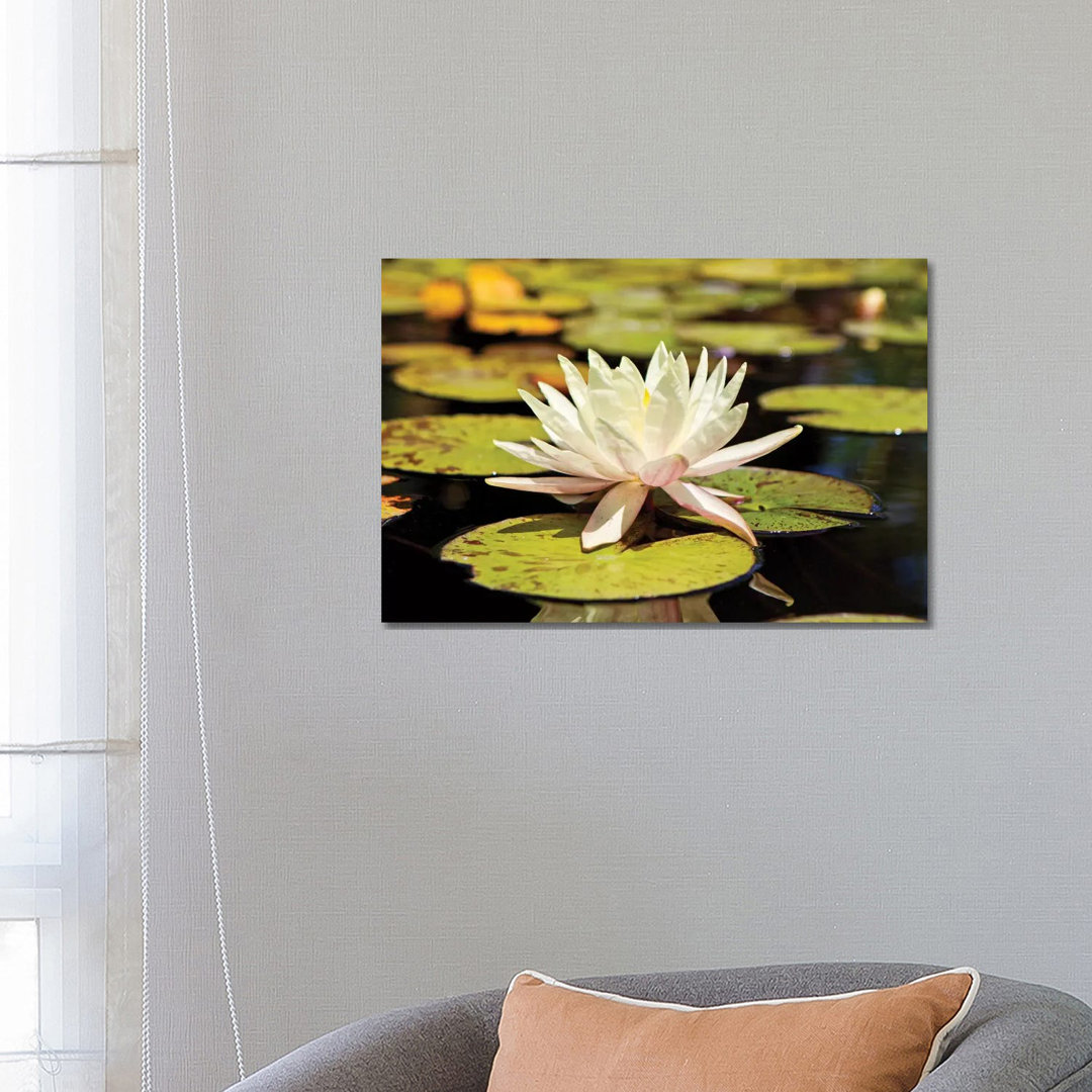 White Water Lily by Susan Schmitz - Wrapped Canvas Gallery-Wrapped Canvas Giclée