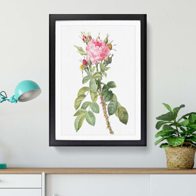 Pink Roses in Bloom by Pierre-Joseph Redoute - Picture Frame Graphic Art Print