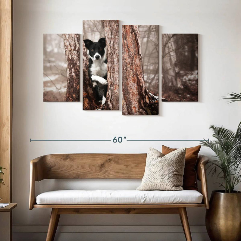 Border collie Brampt, H 32 po x l 52 po