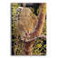  'Leopard In Tree' by Delene Lambert Acrylic Glass Wall Art, 12" x 16"