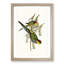 Red-Capped Parakeets by Elizabeth Gould - Picture Frame Painting Print-55598490-55598491