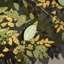 The Love Tree Framed Art 950x30mm