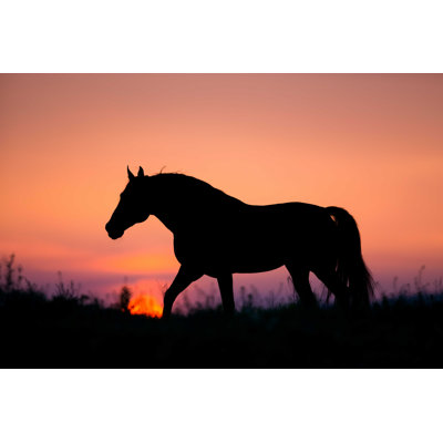Silhouette de cheval - photographie sur toile tendue