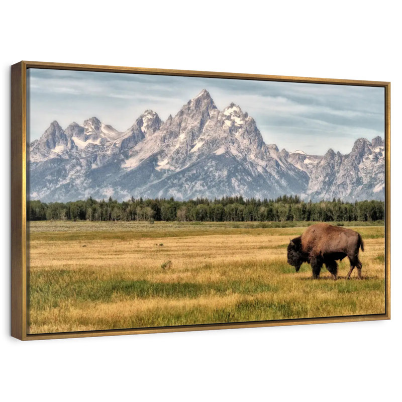 Bull Bison à Grand Teton, 25 po x 17 po, Cadre flottant doré