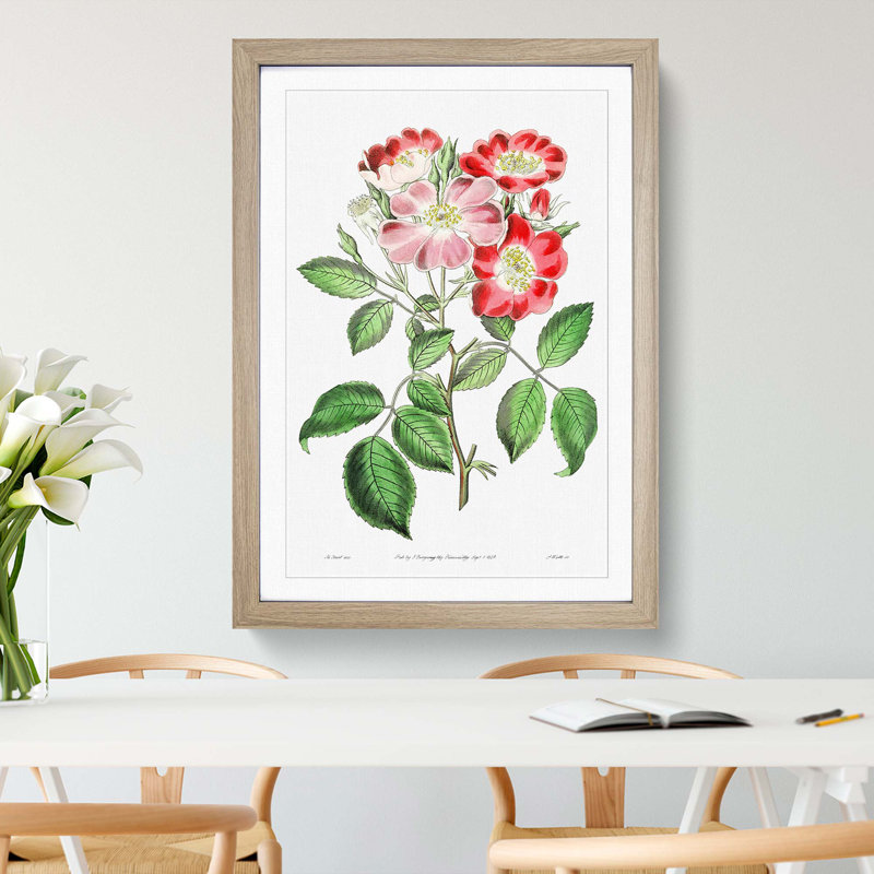 Pink Rose Clare Flowers - Framed Print, 36cm H x 27cm W x 2cm D, Oak Framed
