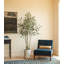Eucalyptus saule 7 pi ARBRE