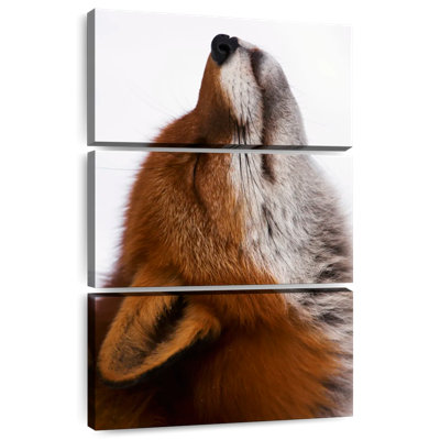 Brampt Red Fox Daydreaming
