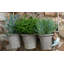 Porte-pot Beatrix Potter Johnny Town-Mouse