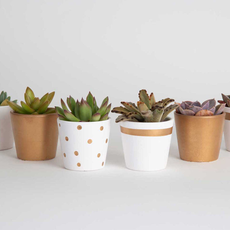 48 Piece Costa Farms Live Mini Succulent Low Maintenance Plant in Ceramic Pot