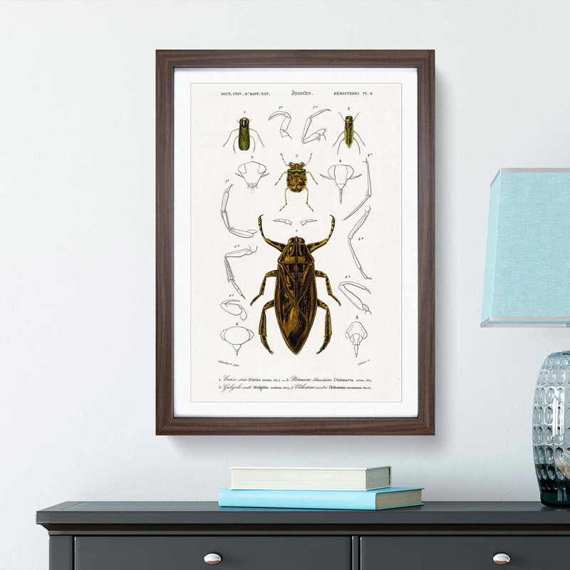 Beetle Illustrations PL.4 by Charles D'Orbigny - Single Picture Frame Print, Walnut Framed, 45cm H x 33cm W x 2cm D