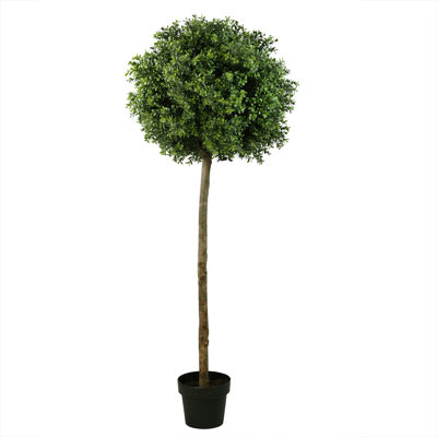 Arbre topiaire en boule 5 pi Murraya