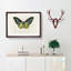 Green Birdwing Butterfly by Charles d Orbigny - Framed Print-55575466-55575467